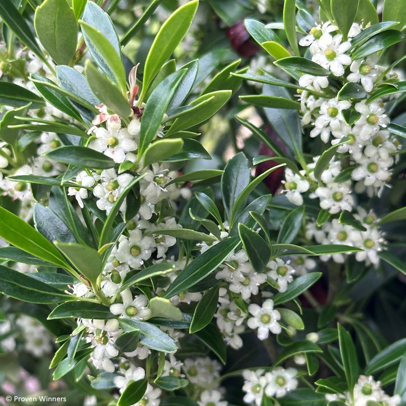 Ilex glabra Gem Box - Acebo (Floración)