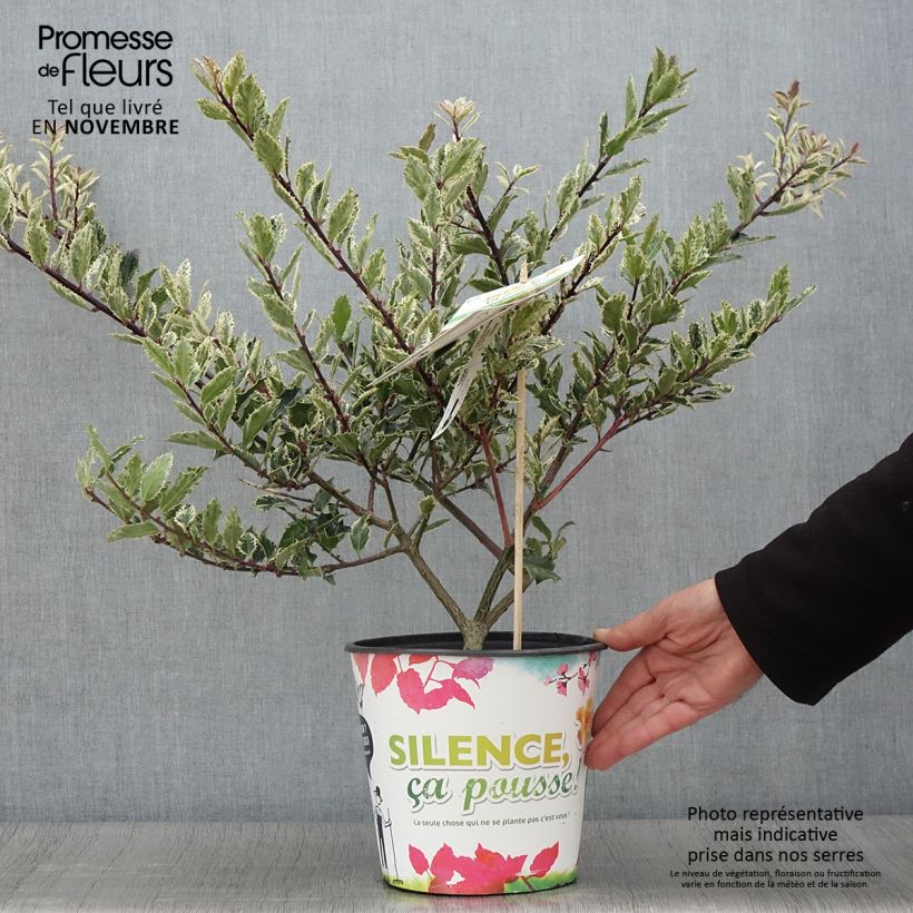 Ejemplar de Houx - Ilex aquifolium Ingramii Pot de 3L/4L entregado en otoño