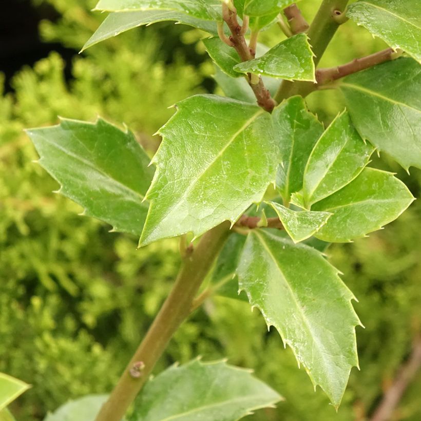 Acebo azul Heckenfee - Ilex meserveae (Follaje)