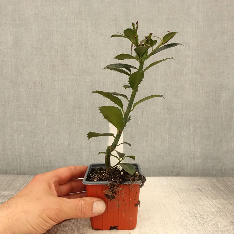 Ilex meserveae Heckenpracht - Acebo azul Maceta de 8/9 cm Ejemplar entregado en la primavera