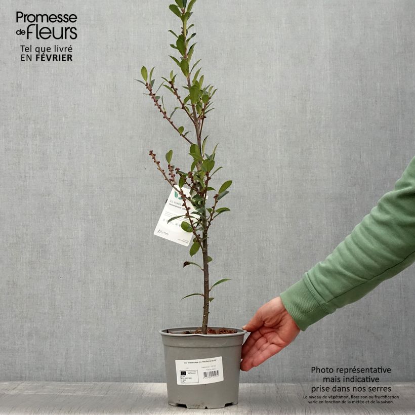 Houx - Ilex x meserveae Heckenpracht Pot de 2L/3L Ejemplar entregado en invierno