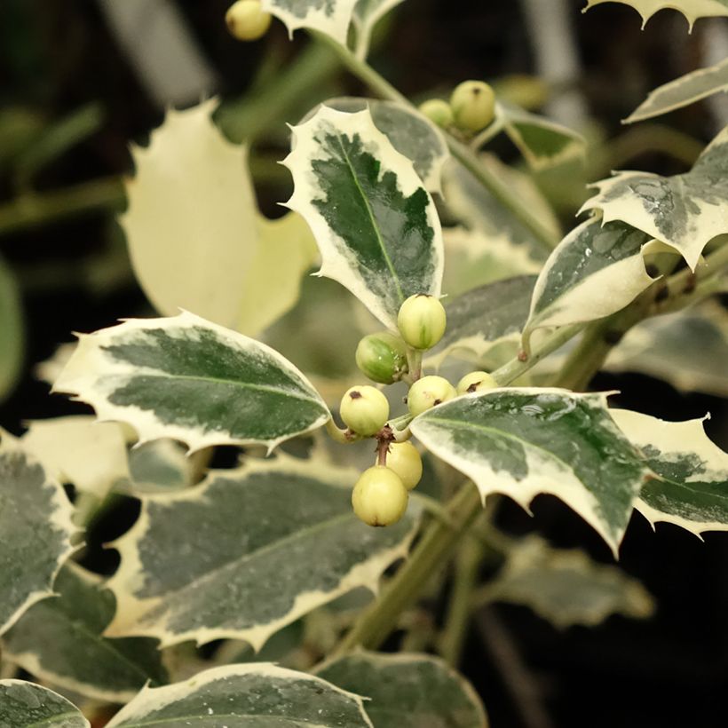 Ilex aquifolium Argenteomarginata - Acebo (Follaje)