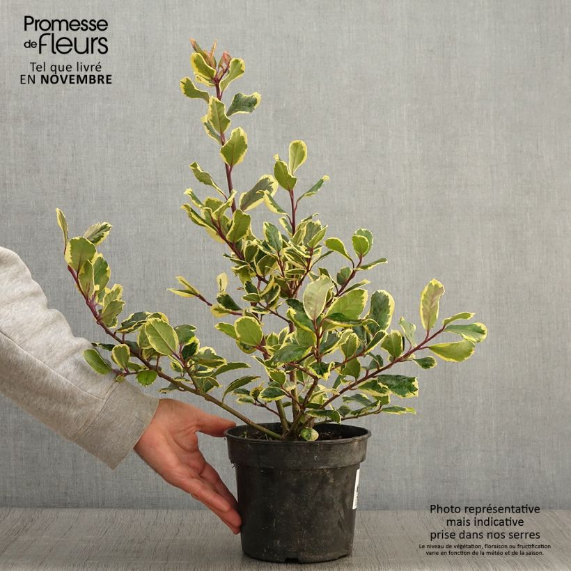 Ejemplar de Houx panaché - Ilex Golden King Pot de 2L/3L entregado en otoño