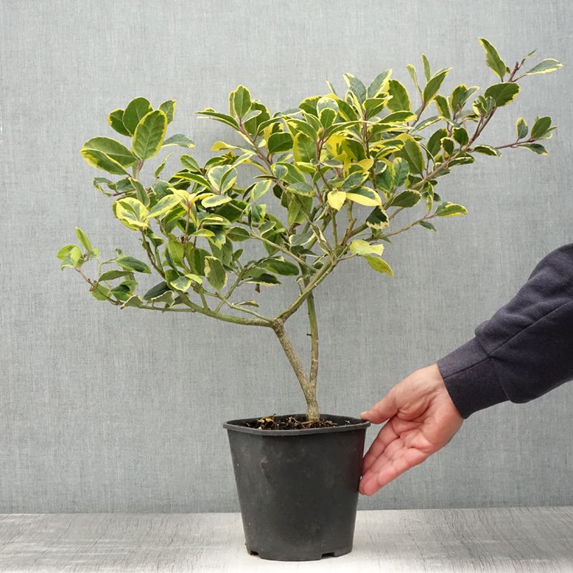 Ejemplar de Acebo Golden King - Ilex Maceta 2L/3LAltura de entrega aprox. 30/40cm entregado en verano