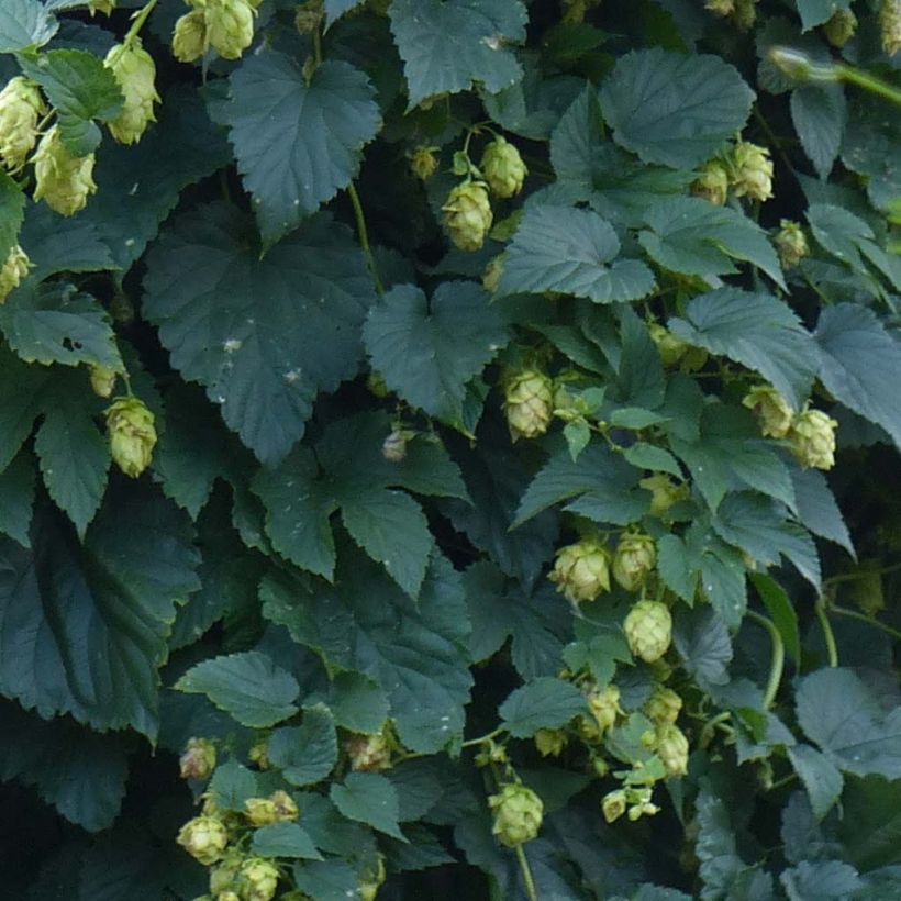 Lúpulo - Humulus lupulus (Follaje)