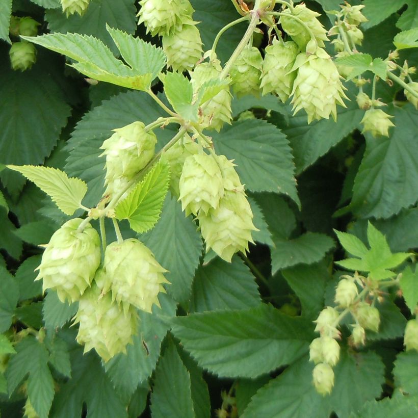 Lúpulo - Humulus lupulus (Floración)