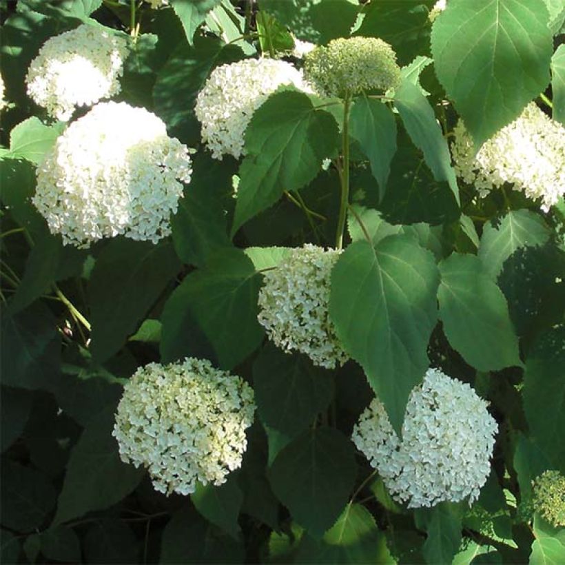 Hortensia arborescens Annabelle (Floración)