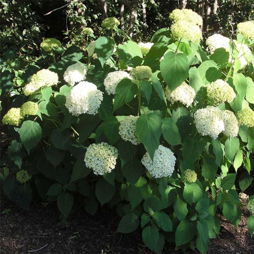 Hortensia arborescens Annabelle (Porte)