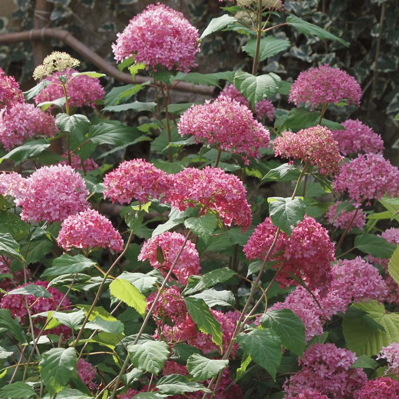 Hortensia arborescens Bella Anna (Porte)