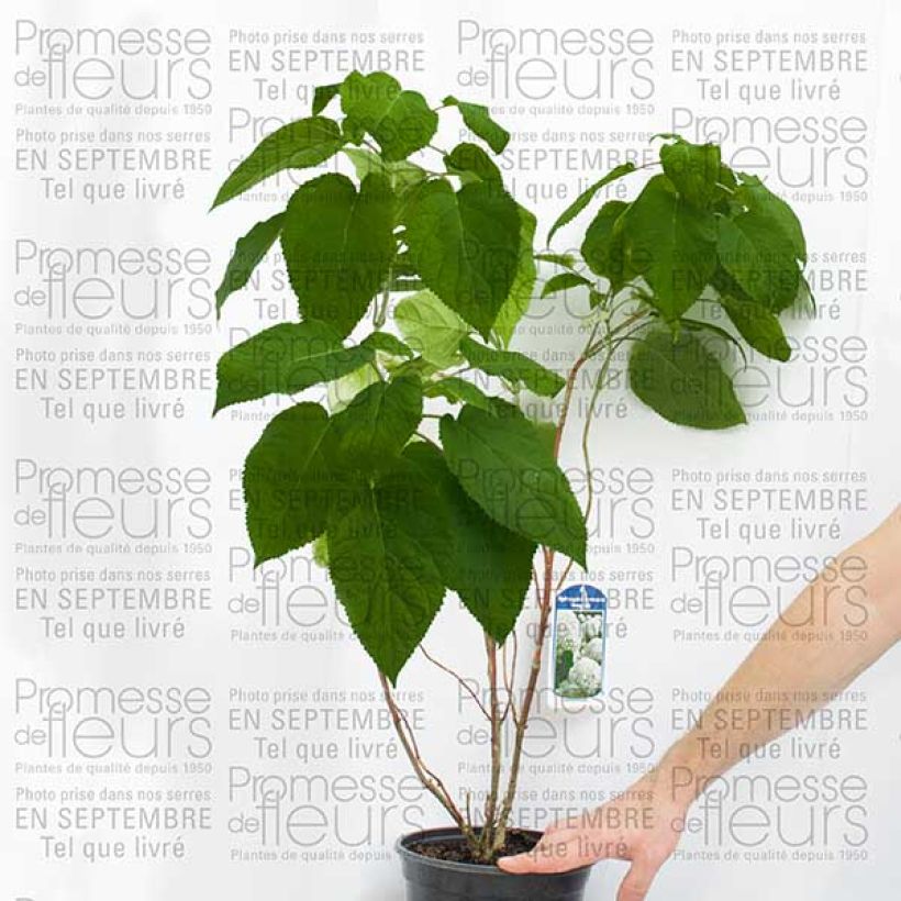 Ejemplo de ejemplar de Hortensia - Hydrangea arborescens Bella Anna Pot de 4L/5L tal y como se entrega