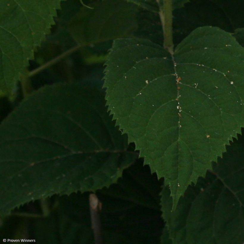 Hortensia arborescens BellaRagazza Blanchetta (Follaje)