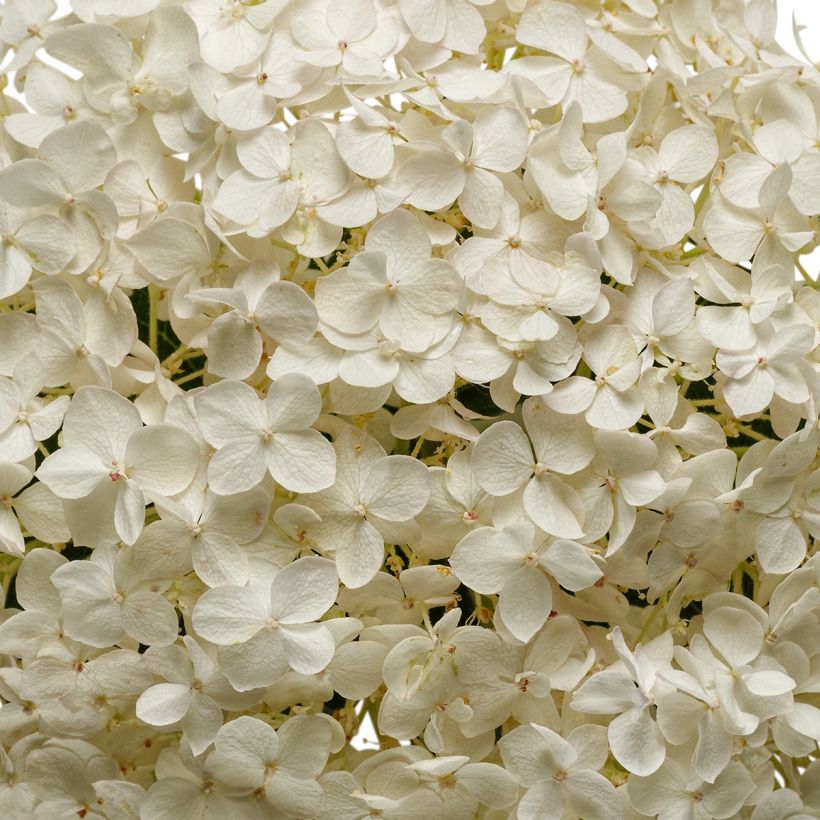 Hortensia arborescens BellaRagazza Blanchetta (Floración)