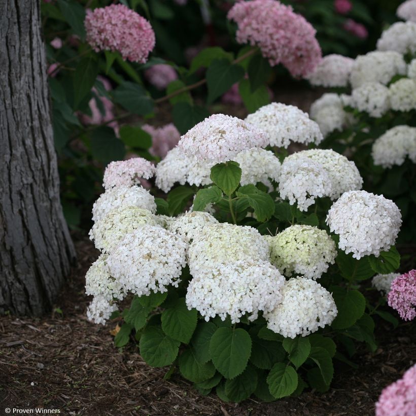 Hortensia arborescens BellaRagazza Blanchetta (Porte)