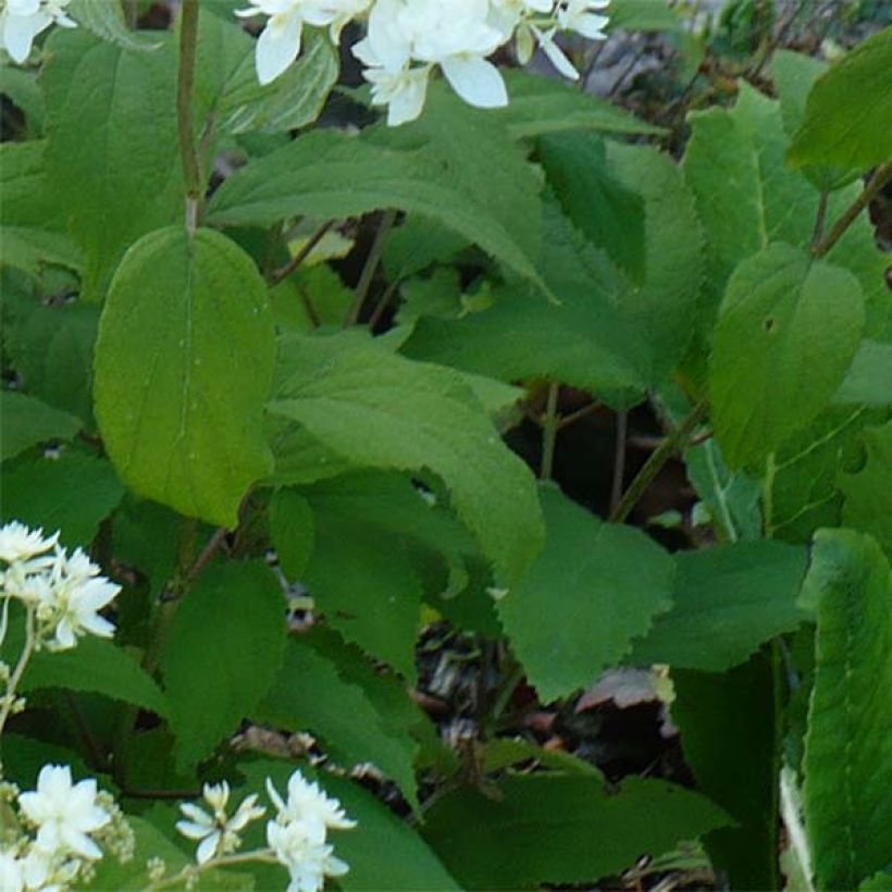 Hortensia arborescens Hayes Starbust (Follaje)