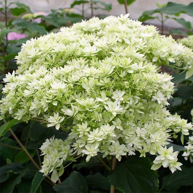 Hortensia arborescens Hayes Starbust (Floración)