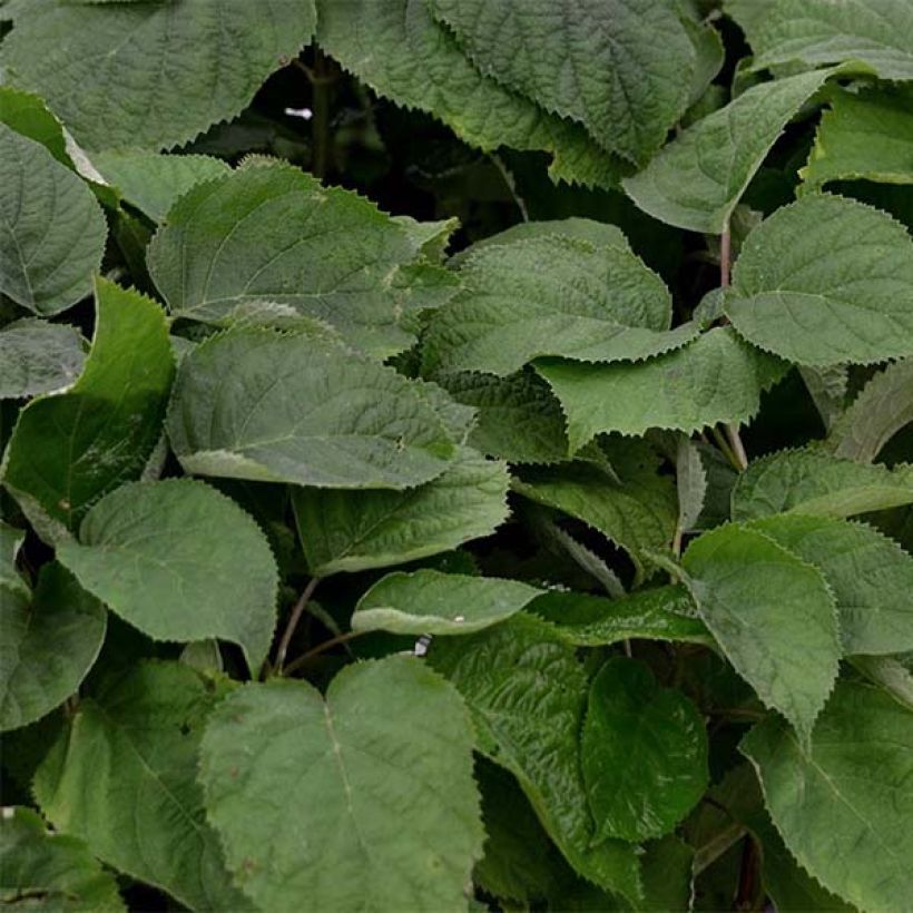 Hortensia arborescens Strong Annabelle (Follaje)