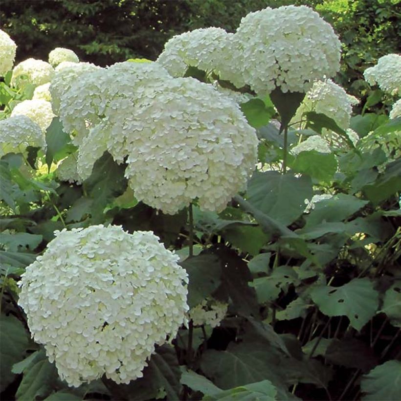 Hortensia arborescens Strong Annabelle (Floración)