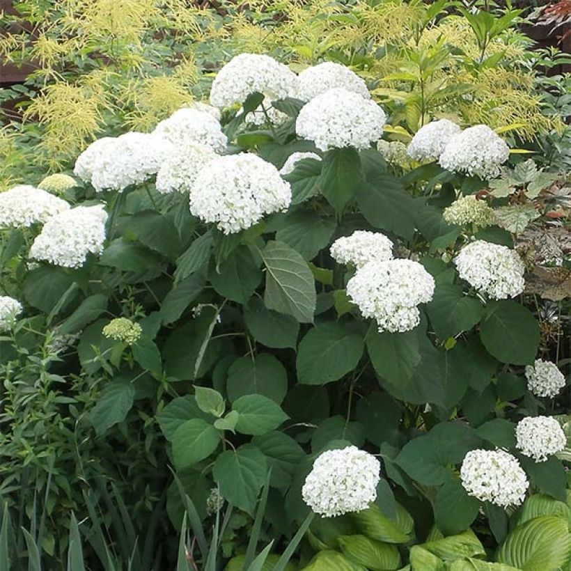 Hortensia arborescens Strong Annabelle (Porte)