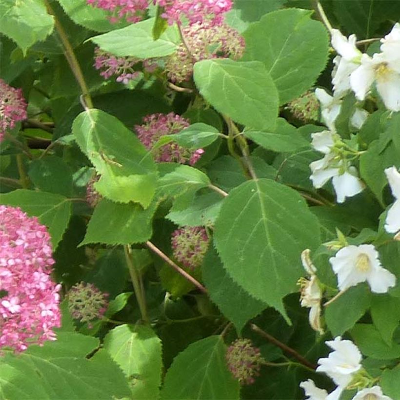 Hortensia arborescens Pink Annabelle (Follaje)