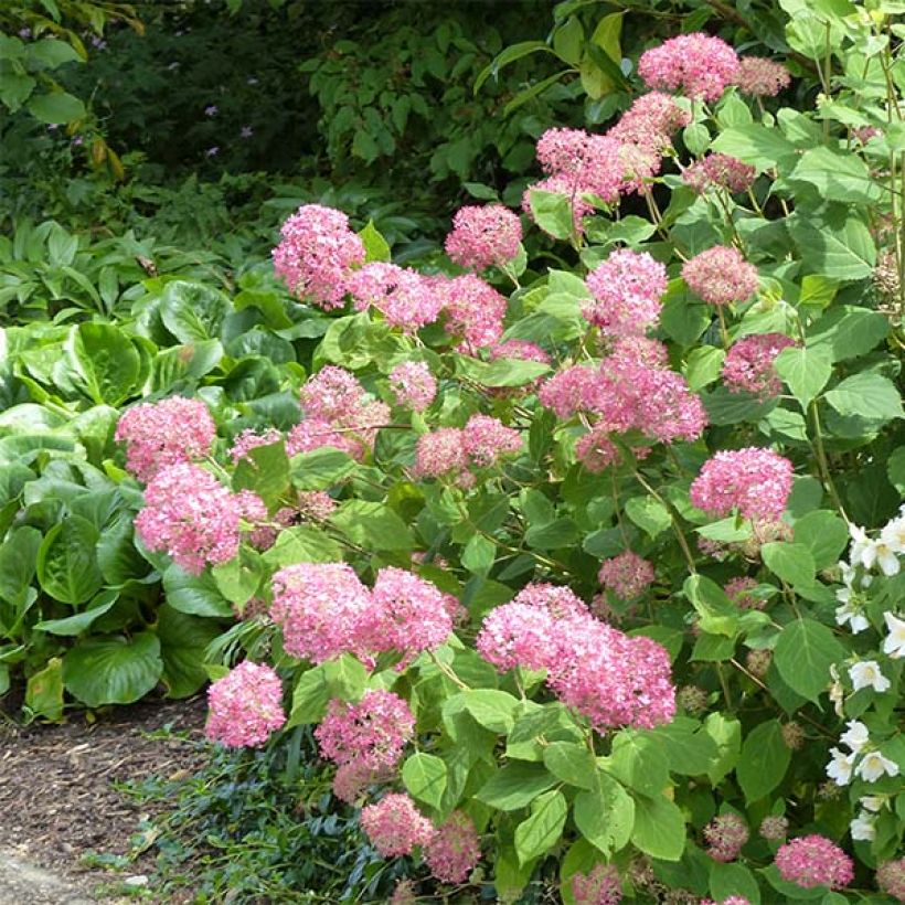 Hortensia arborescens Pink Annabelle (Porte)