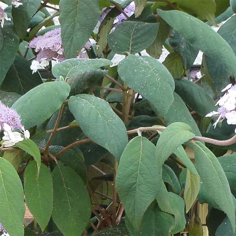 Hortensia aspera Macrophylla - Hydrangea (Follaje)