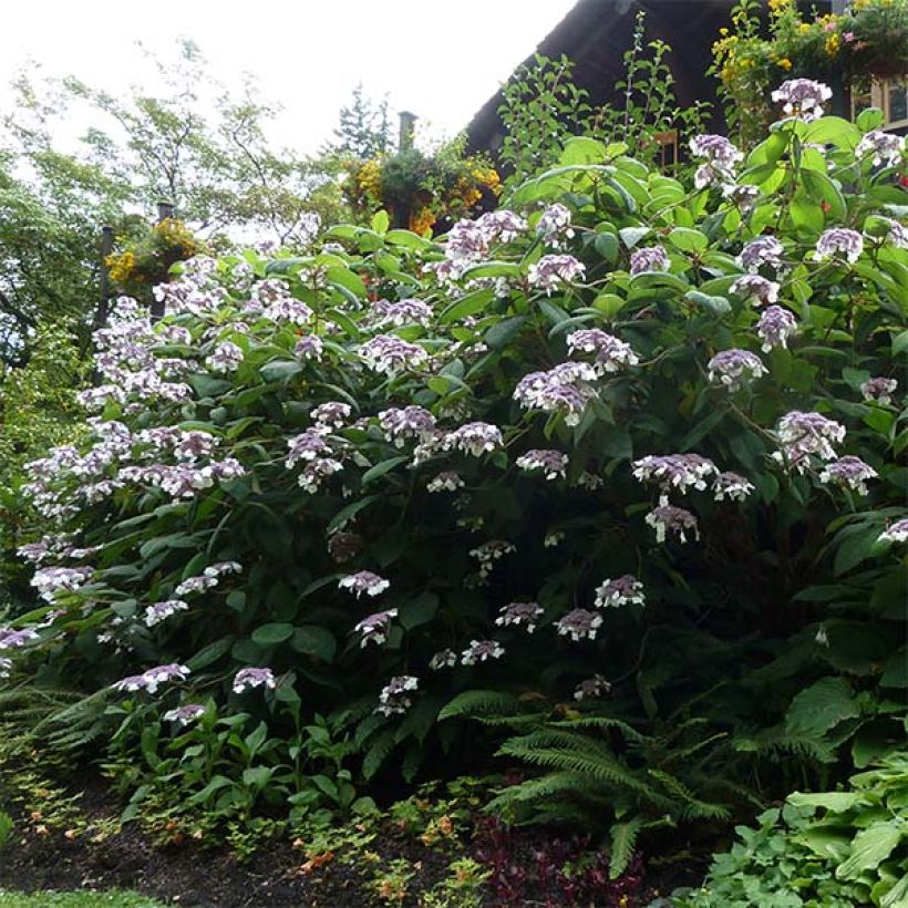 Hortensia aspera Macrophylla - Hydrangea (Porte)