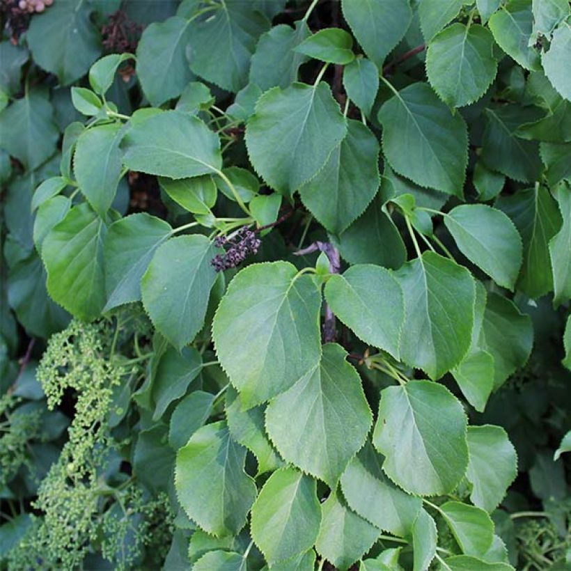 Hortensia anomala var. petiolaris - Hortensia trepadora (Follaje)