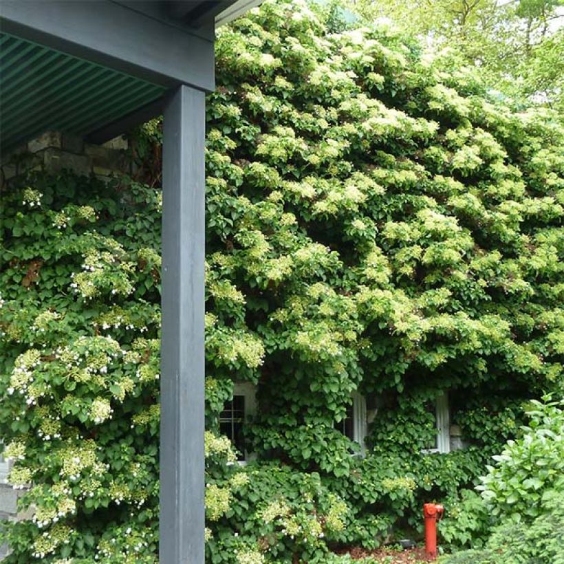 Hortensia anomala var. petiolaris - Hortensia trepadora (Porte)