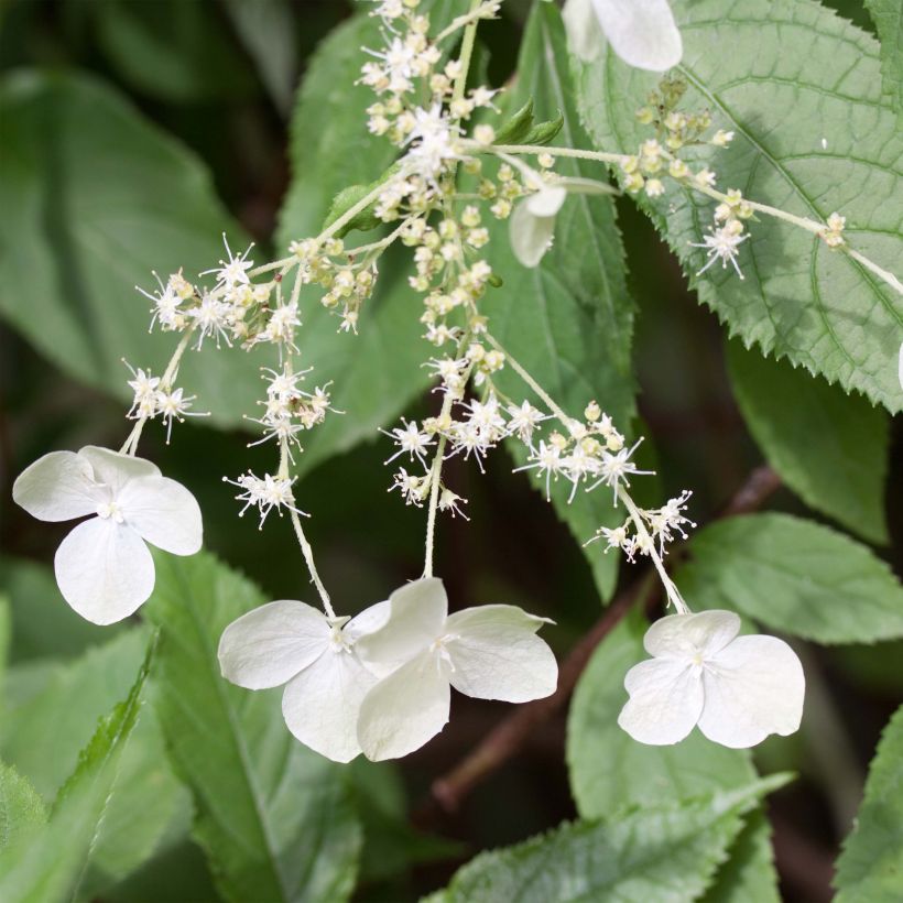 Hortensia heteromalla - Hydrangea (Floración)