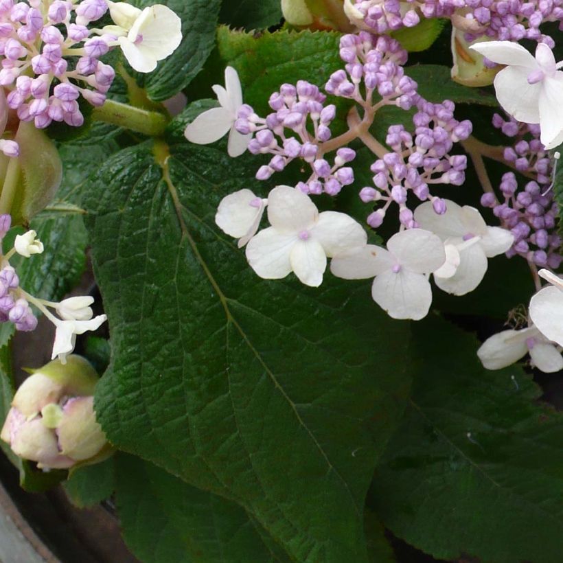 Hortensia involucrata Late Love - Hydrangea (Follaje)