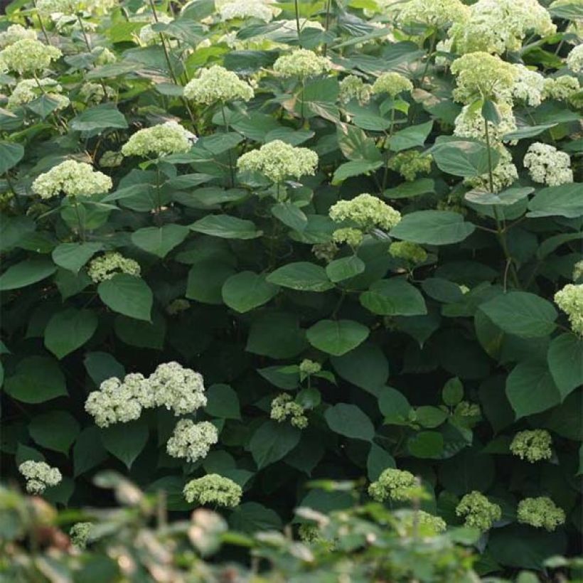 Hortensia arborescens Lime Rickey (Follaje)