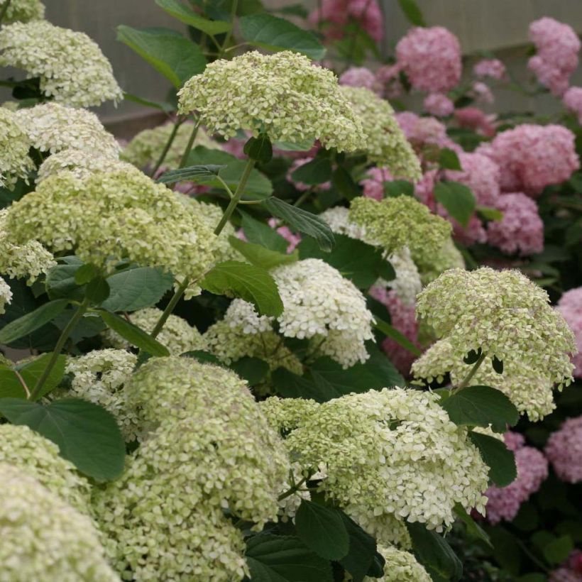 Hortensia arborescens Lime Rickey (Floración)