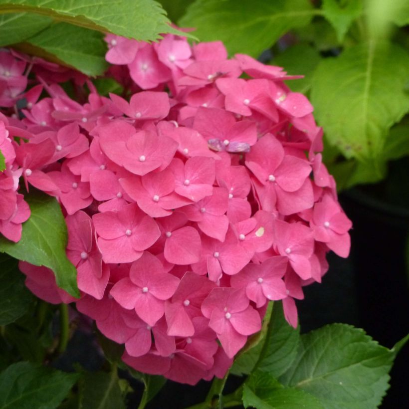 Hortensia macrophylla Dolce Fragola - Hydrangea (Floración)