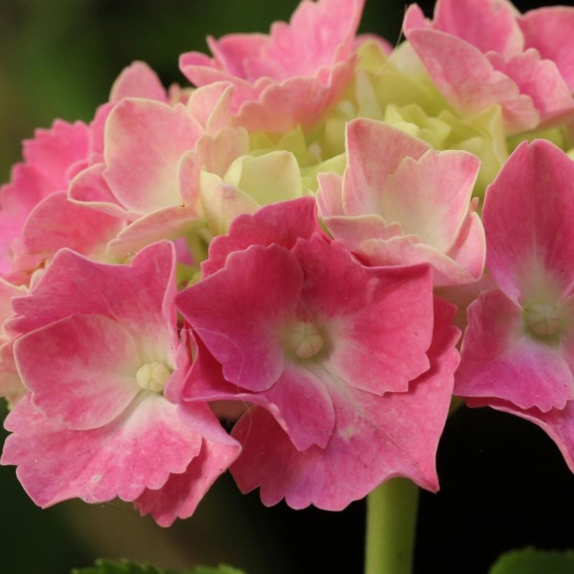 Hortensia macrophylla Gertrud Glahn - Hydrangea (Floración)