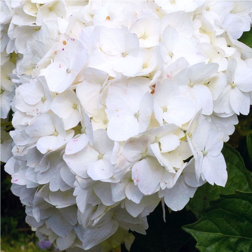 Hortensia macrophylla Immaculata - Hydrangea (Floración)