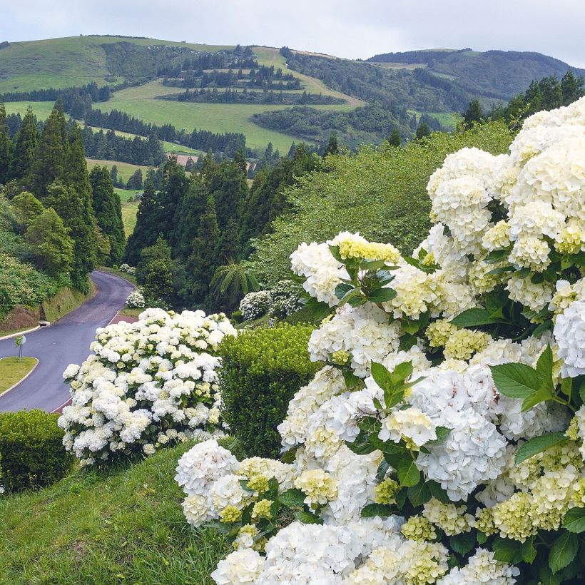 Hortensia macrophylla Immaculata - Hydrangea (Porte)