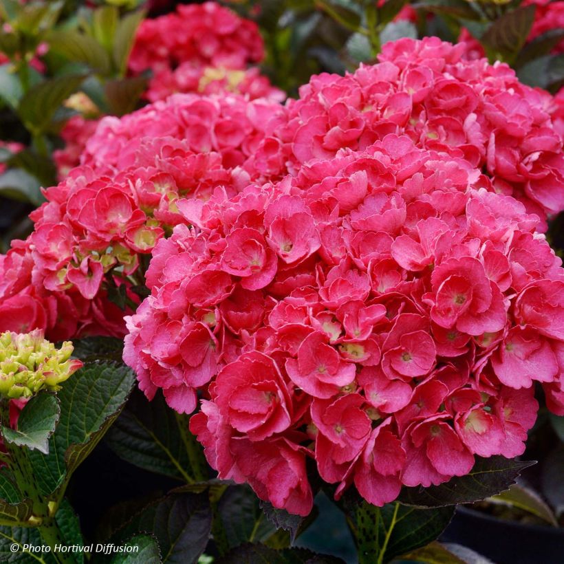 Hortensia macrophylla Julisa - Hydrangea (Floración)