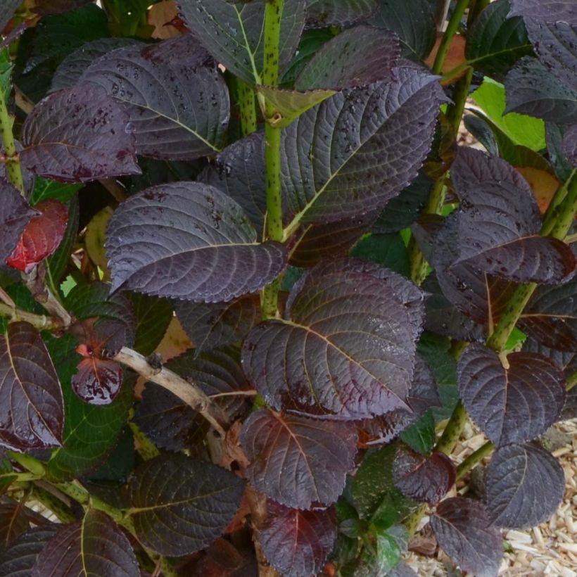 Hortensia macrophylla Julisa - Hydrangea (Follaje)