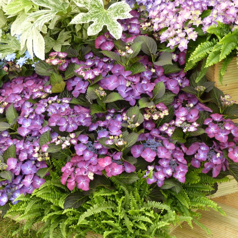 Hortensia macrophylla Kardinal Violet - Hydrangea (Porte)