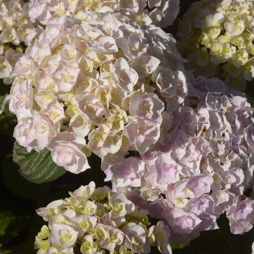 Hortensia macrophylla Kazan - Hydrangea (Floración)