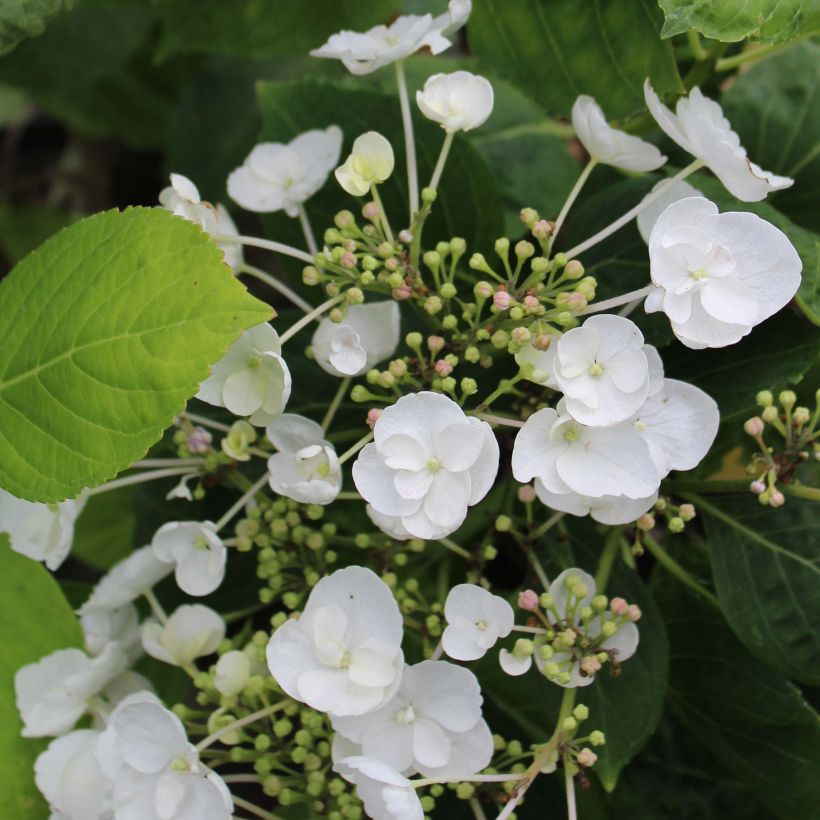 Hortensia macrophylla Libelle - Hydrangea (Floración)