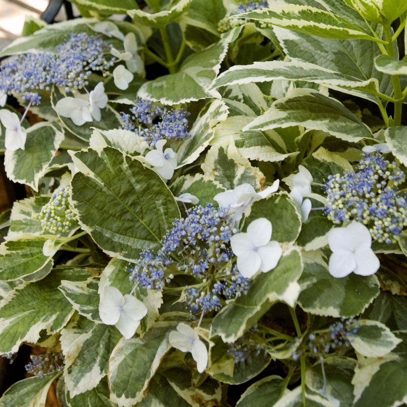 Hortensia macrophylla Light'o'Day - Hydrangea (Follaje)