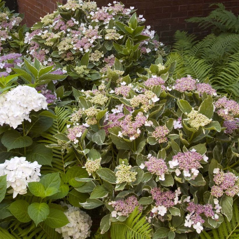 Hortensia macrophylla Light'o'Day - Hydrangea (Porte)