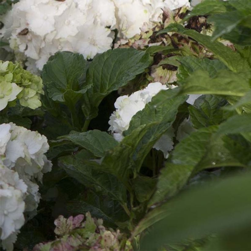 Hortensia macrophylla Magical Jade - Hydrangea (Follaje)