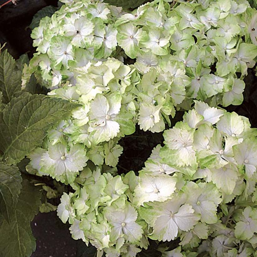 Hortensia macrophylla Magical Jade - Hydrangea (Floración)