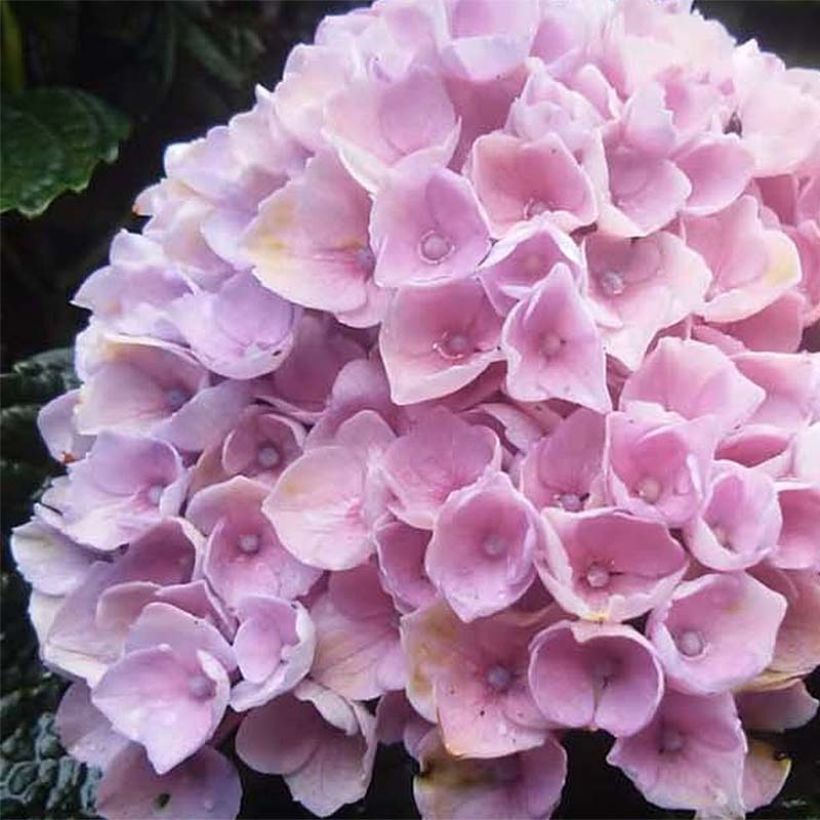 Hortensia macrophylla Magical Revolution Rose - Hydrangea (Floración)