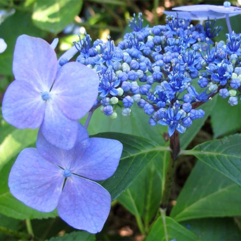 Hortensia macrophylla Mariesii Perfecta - Hydrangea (Floración)