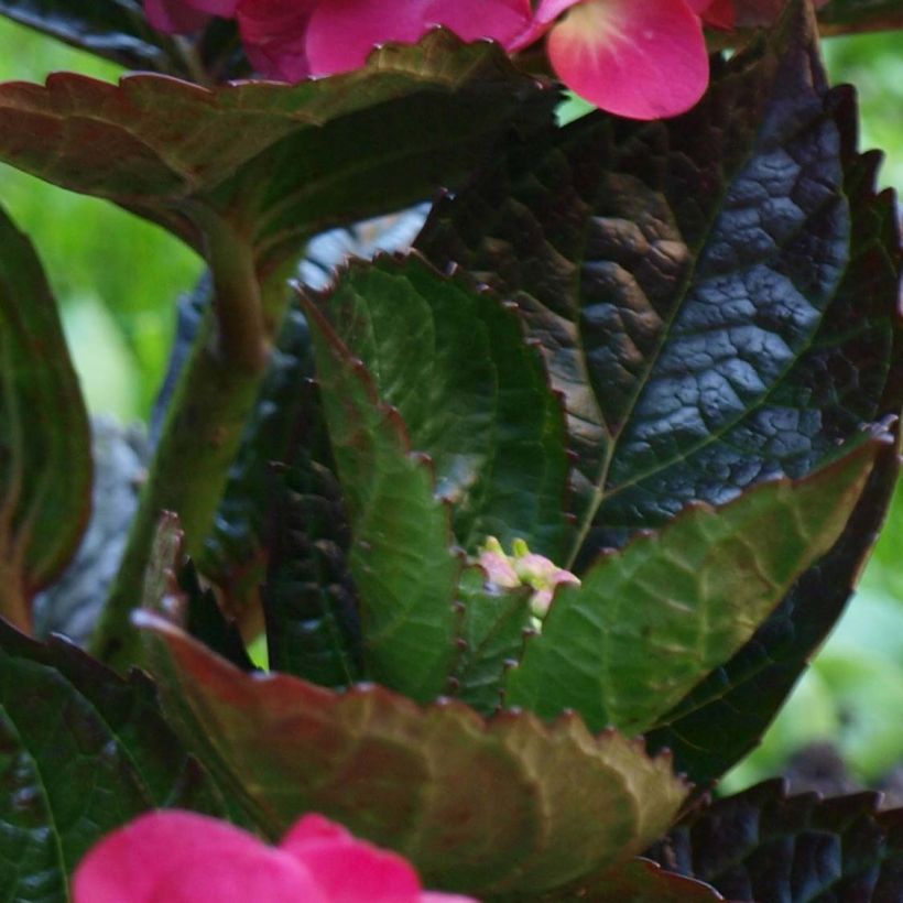 Hortensia macrophylla Merveille Sanguine - Hydrangea (Follaje)