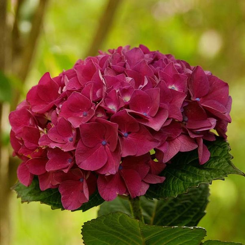 Hortensia macrophylla Merveille Sanguine - Hydrangea (Floración)