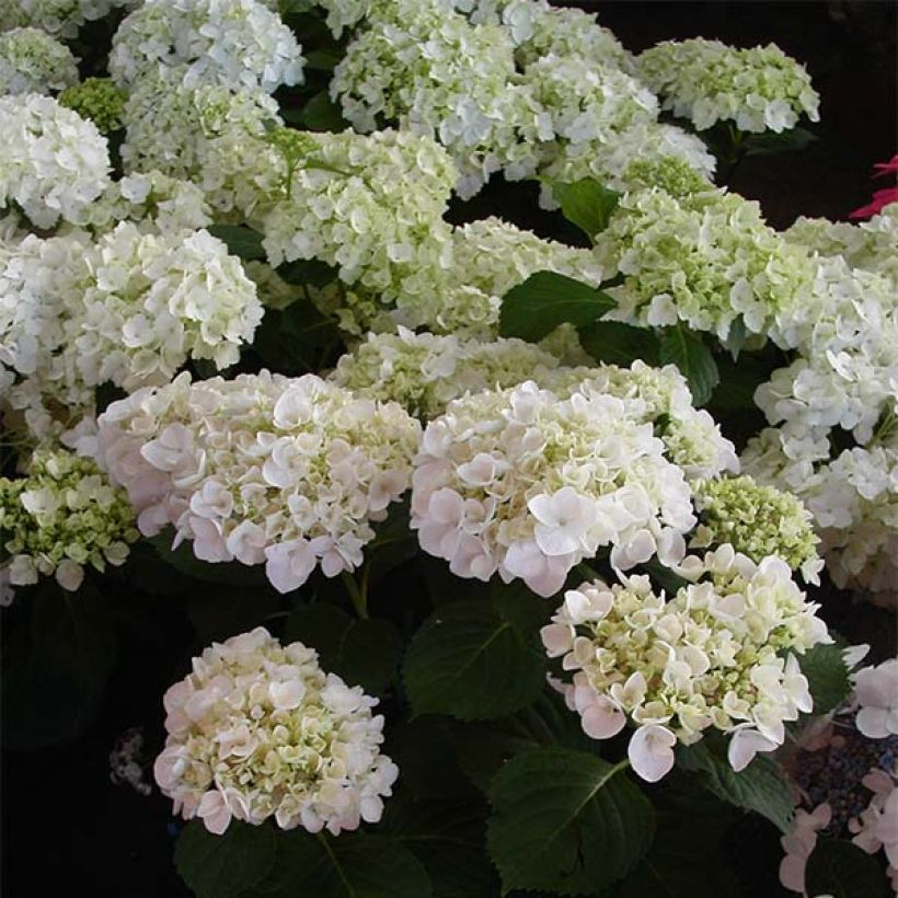 Hortensia macrophylla Mme Emile Mouillière - Hydrangea (Floración)